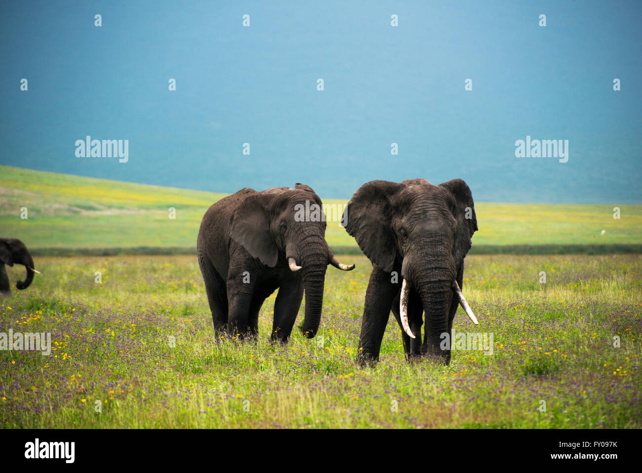 Male tuskers roaming the flowering meadows of Ngorongoro crater in Tanzania. Stock Photo