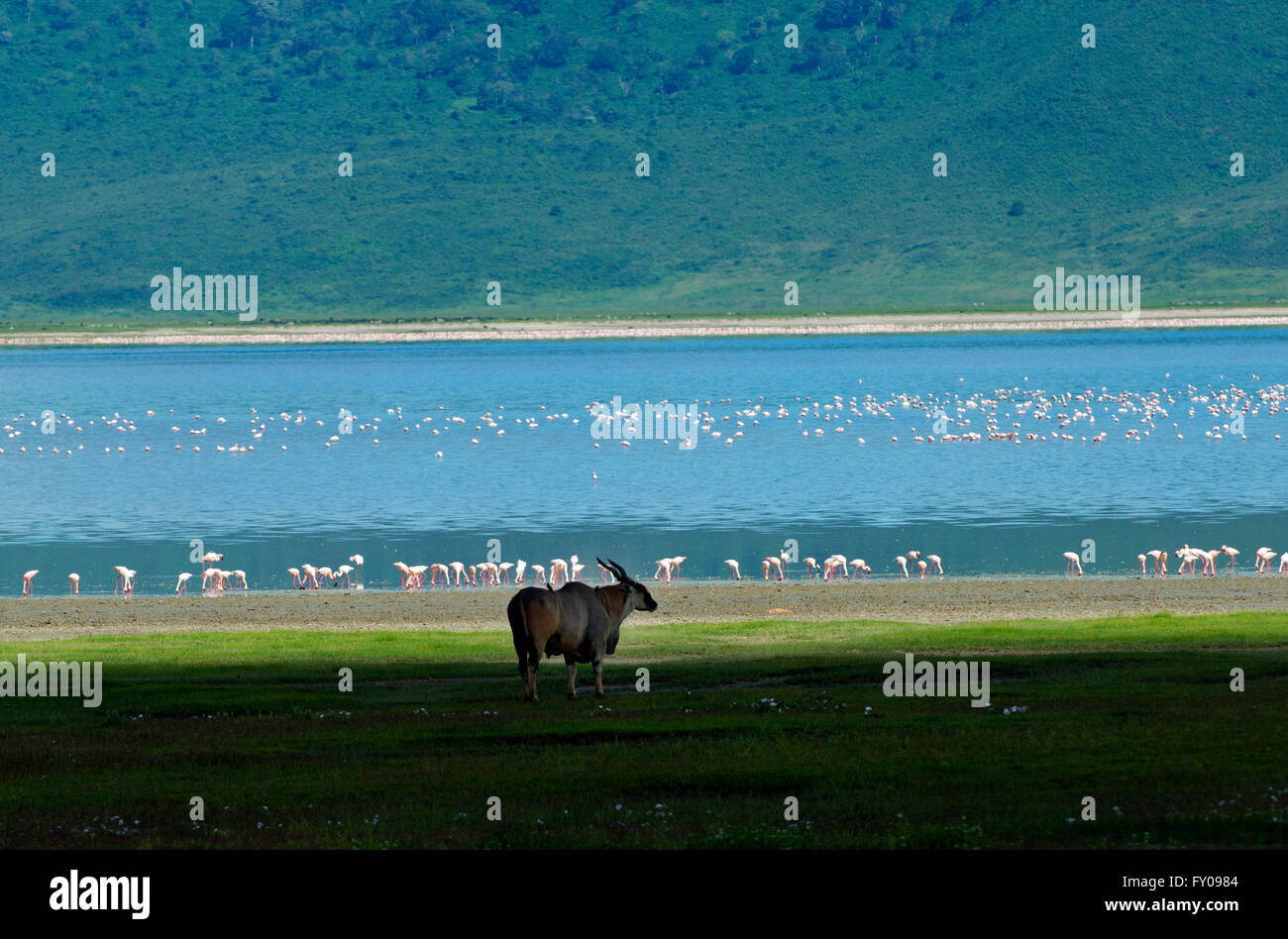 A Bull eland on the shore of lake Magadi, Ngorongoro Conservation Area, Tanzania. Stock Photo