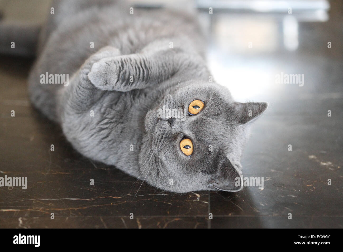 Cat Breeds Stock Photos Cat Breeds Stock Images Alamy