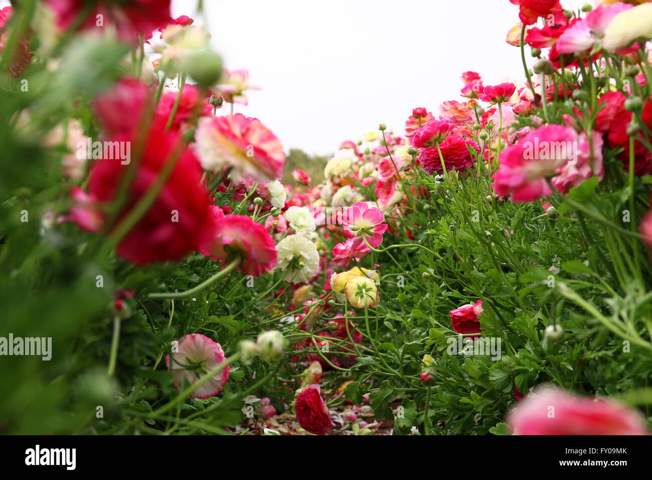 dreamy photo with low angle of spring flowers Stock Photo - Alamy