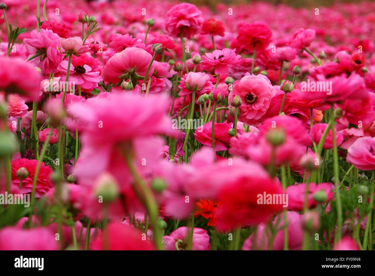 dreamy photo with low angle of spring flowers Stock Photo - Alamy