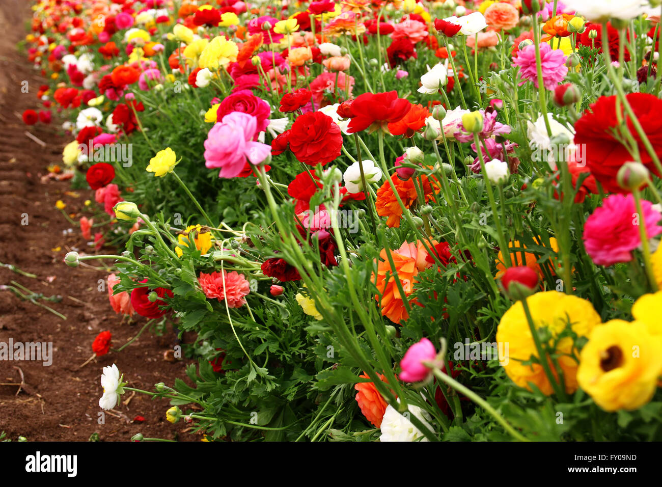 dreamy photo with low angle of spring flowers Stock Photo - Alamy