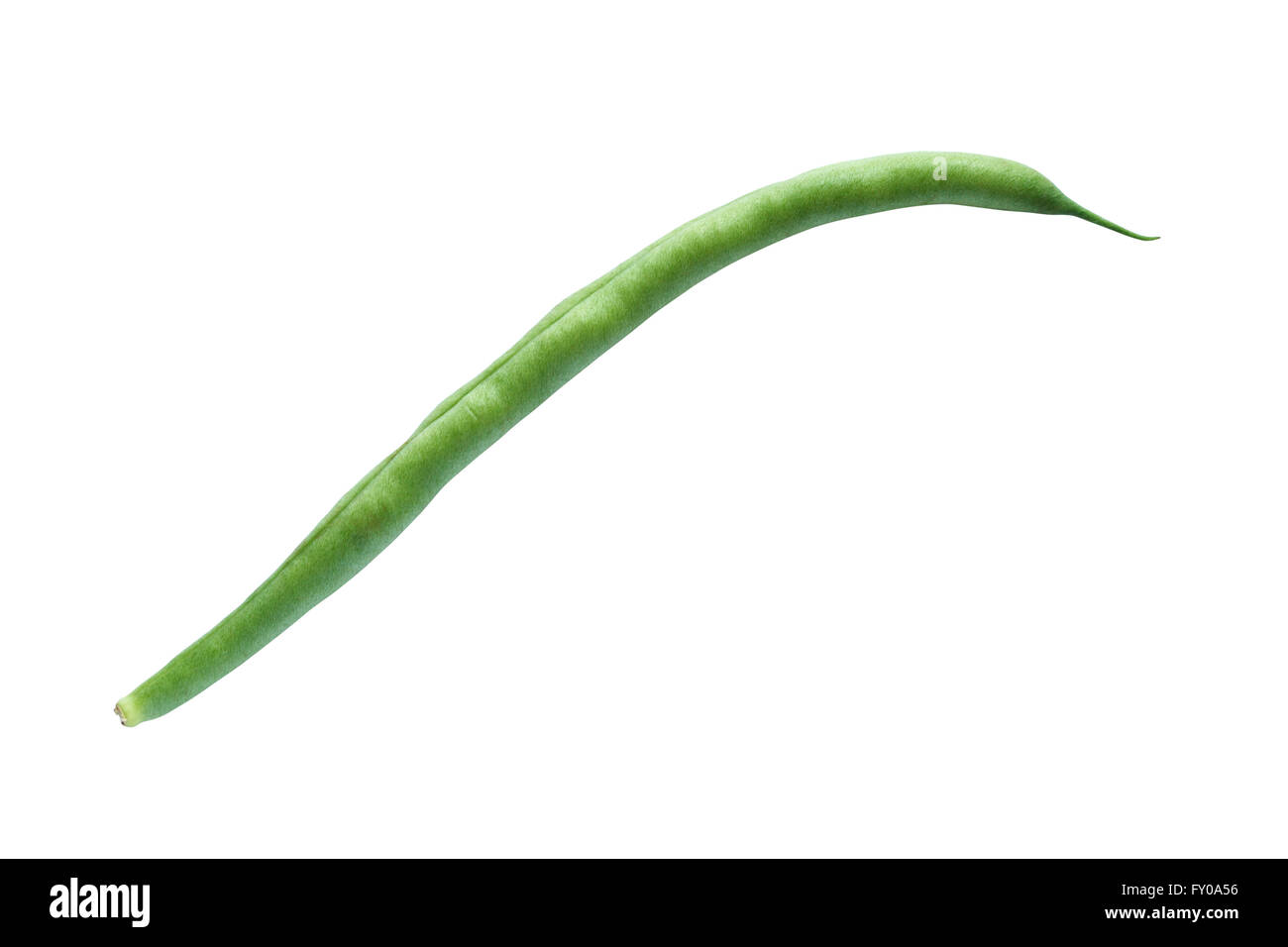 One freshness green beanstalk on white background. Isolated with clipping path Stock Photo