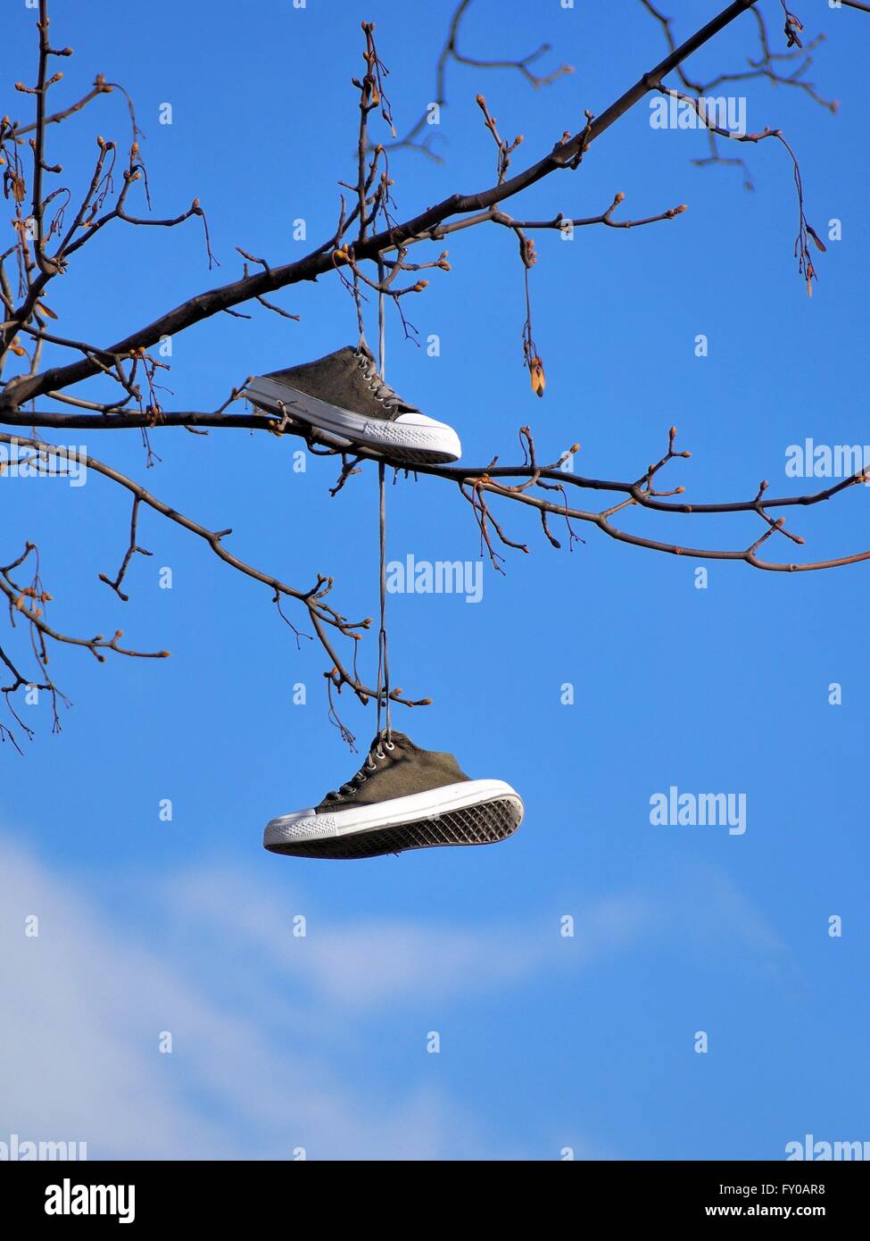 Old sport shoes hanging on a tree against blue sky Stock Photo