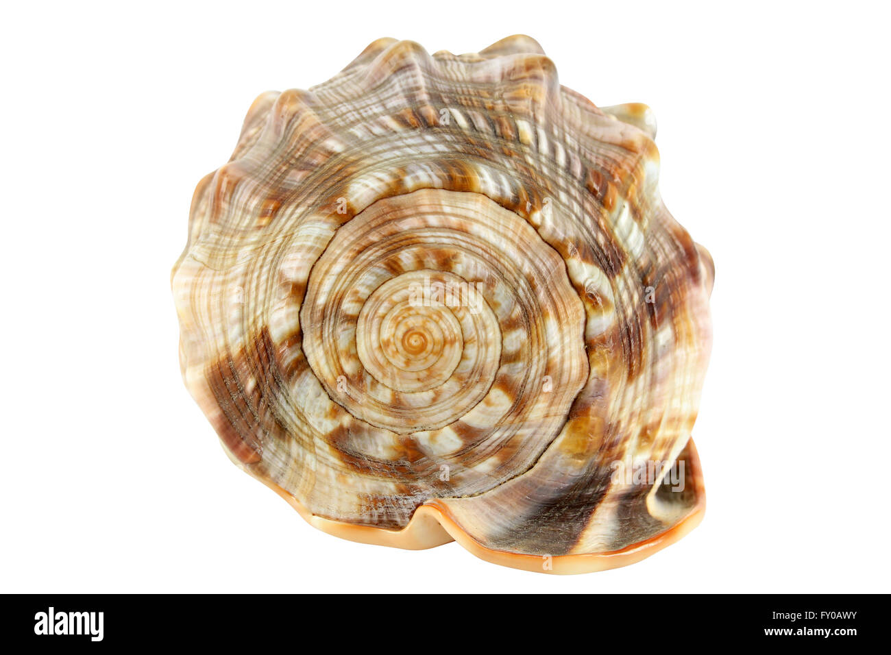 shell isolated on white Stock Photo - Alamy