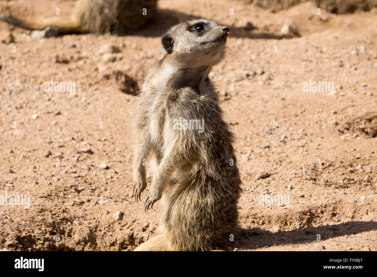 Meerkat Stock Photo