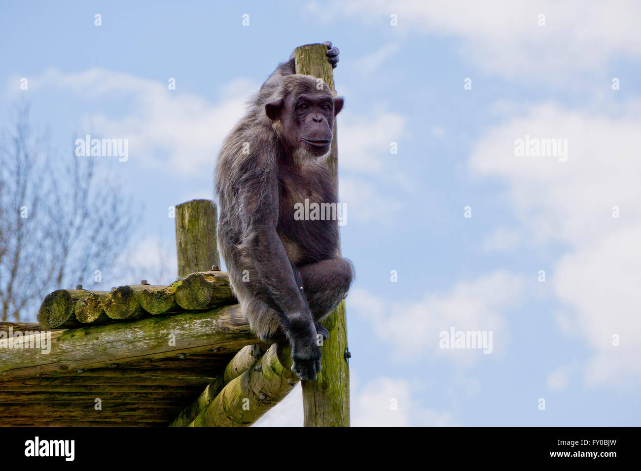 Chimpanzee ape primate Stock Photo - Alamy