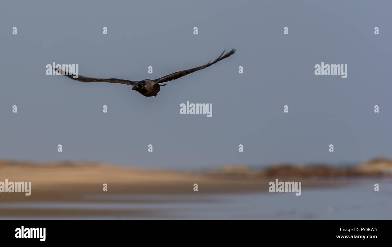 Front view of a Crow Stock Photo - Alamy