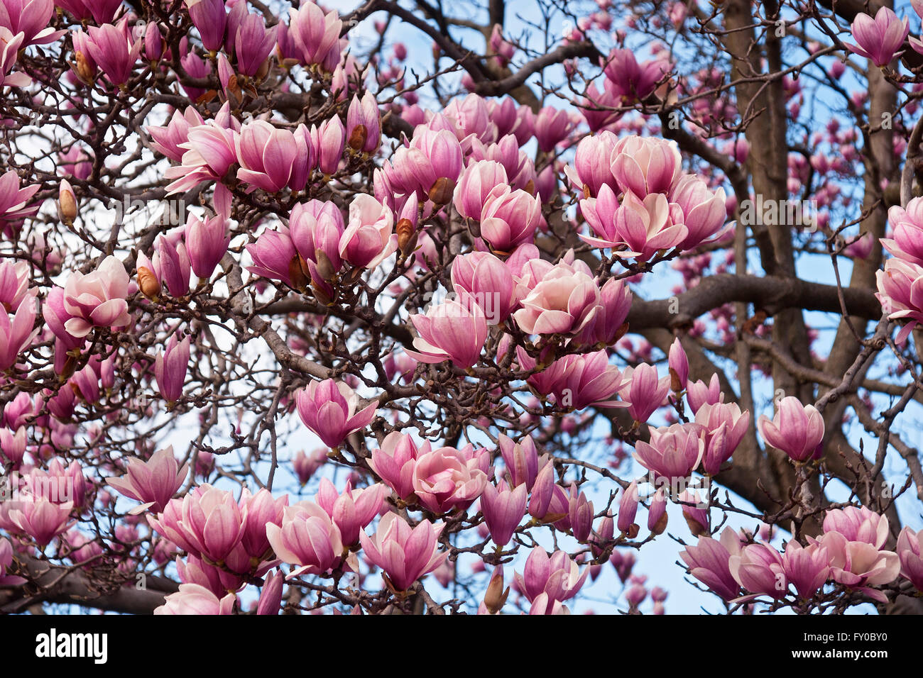 Saucer magnolia flowers (Magnolia x soulangeana Stock Photo Alamy