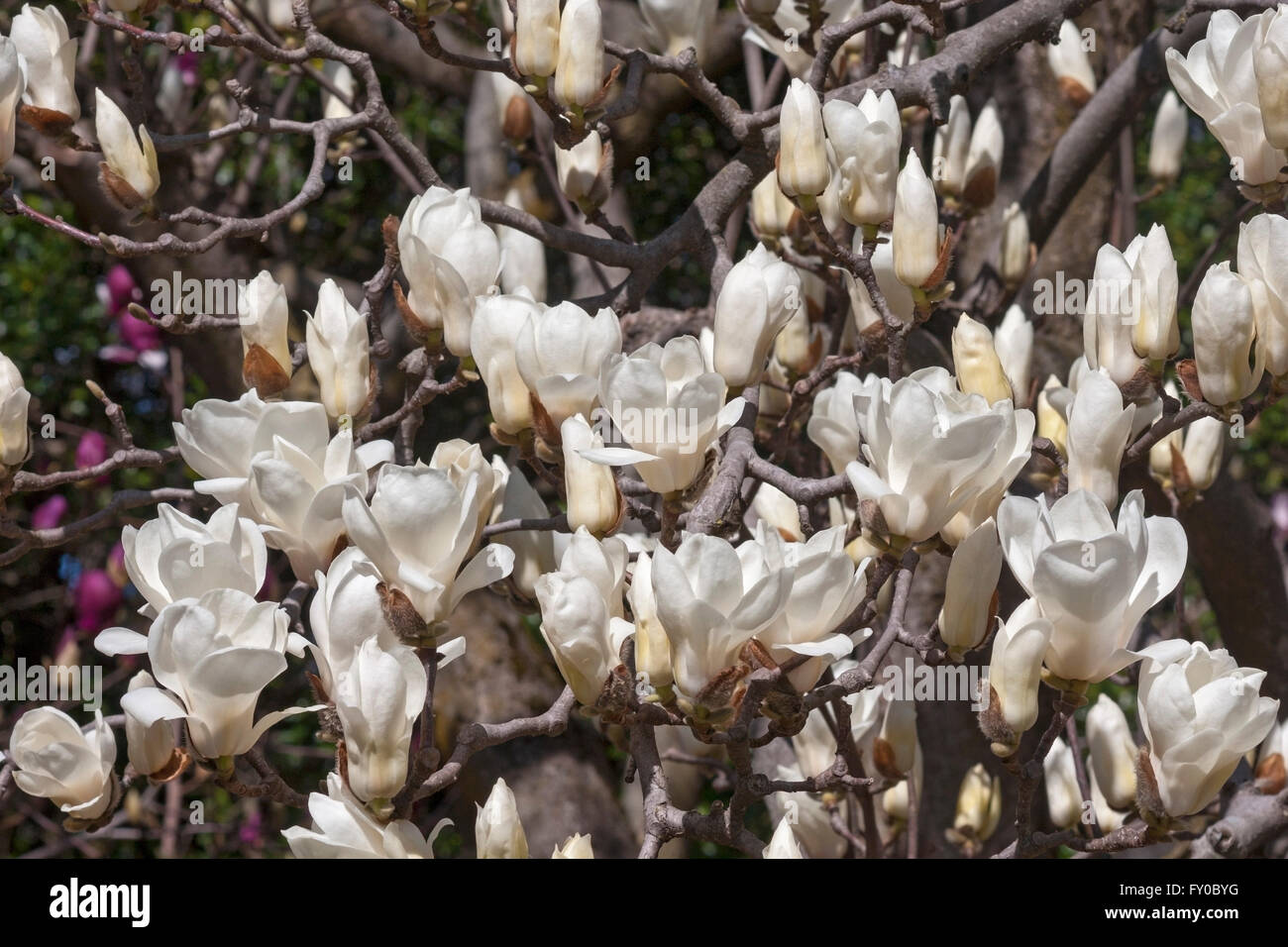 Buy Magnolia Grandiflora Tree Seeds Plant White Magnoliaceae Guang Yu Lan 