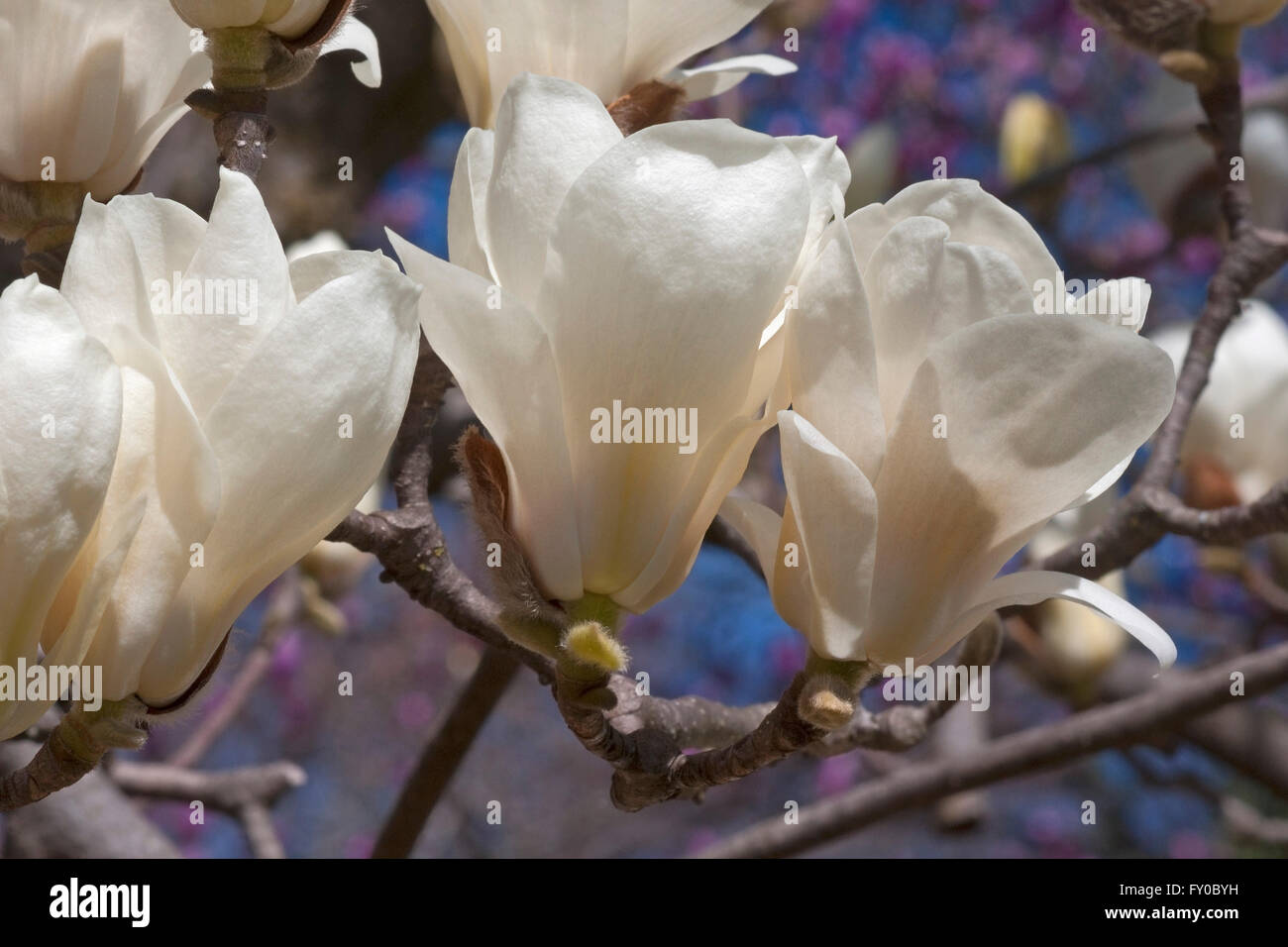 Yulan magnolia flowers Stock Photo