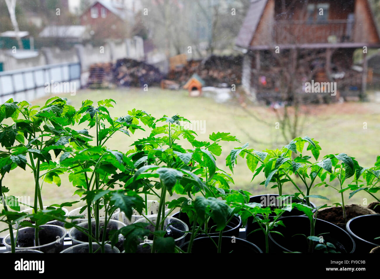 Tomato seedlings against the window Stock Photo