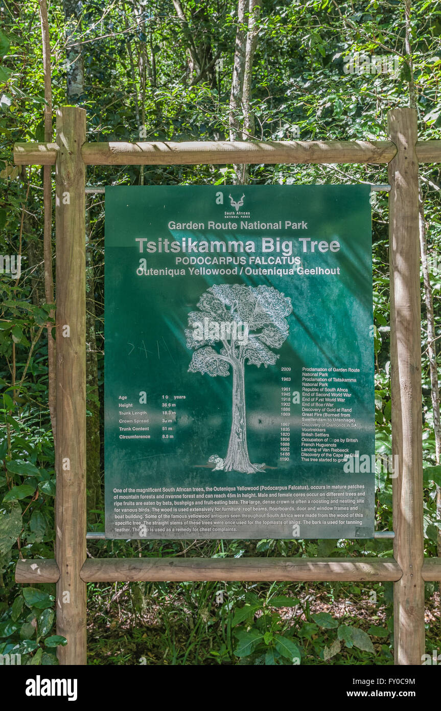 STORMS RIVER, SOUTH AFRICA - FEBRUARY 28, 2016:  Information board at the 1000 year old yellowwood tree in the Tsitsikama Forest Stock Photo