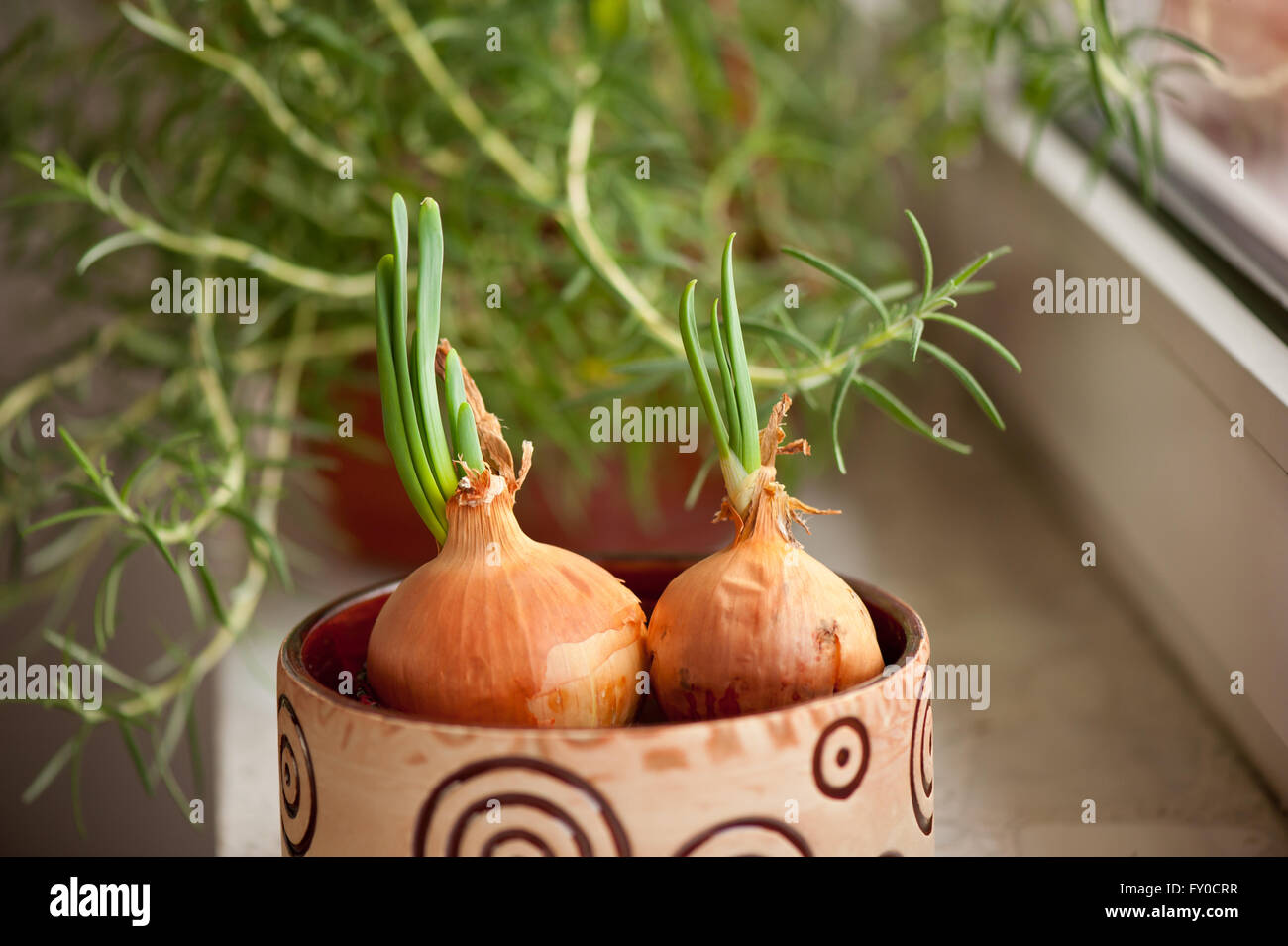 Onions sprouted with greens, vegetables set in a small bowl with water in decorative flower planter and Rosemary shrub. Stock Photo