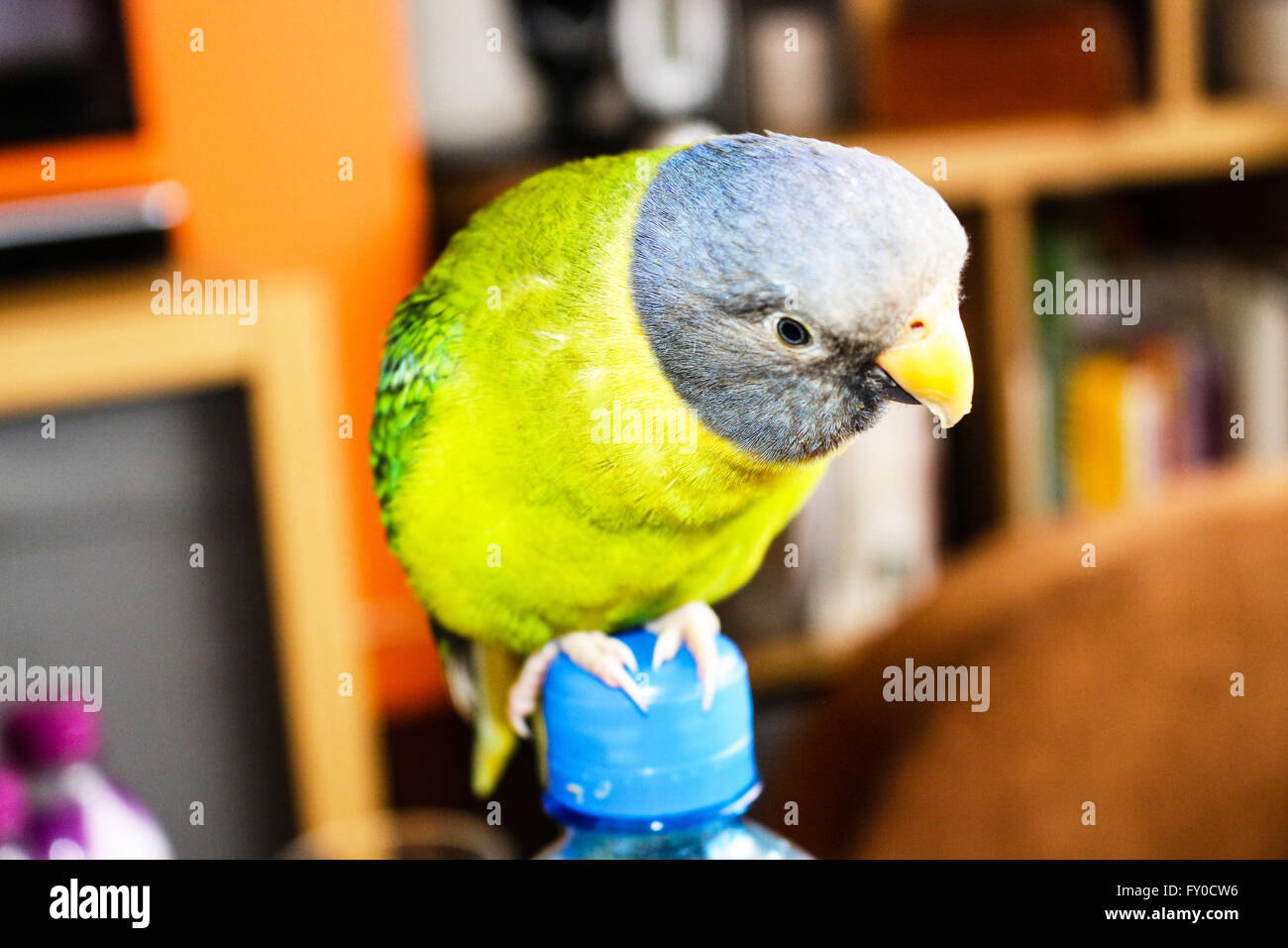 bird plum-headed Stock Photo