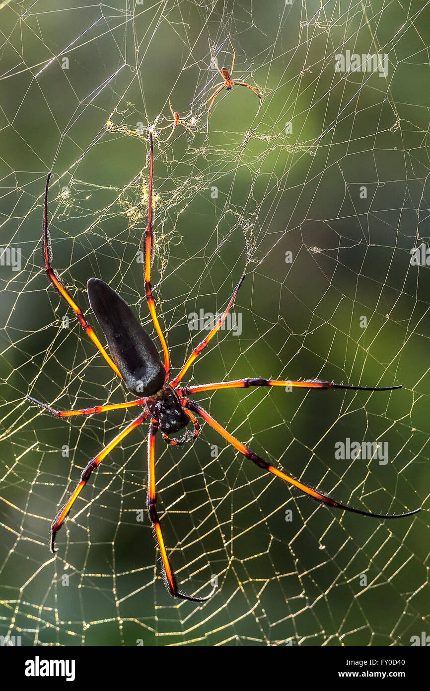 seychelles endemic spider species nephila inaurata on a web Stock Photo