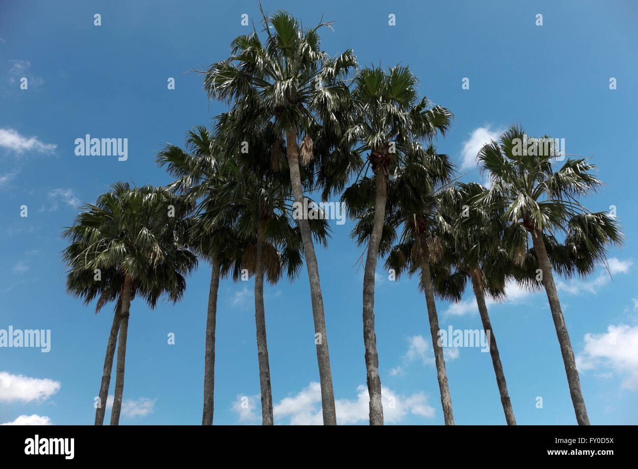 Washingtonia robusta palm trees hires stock photography and images Alamy
