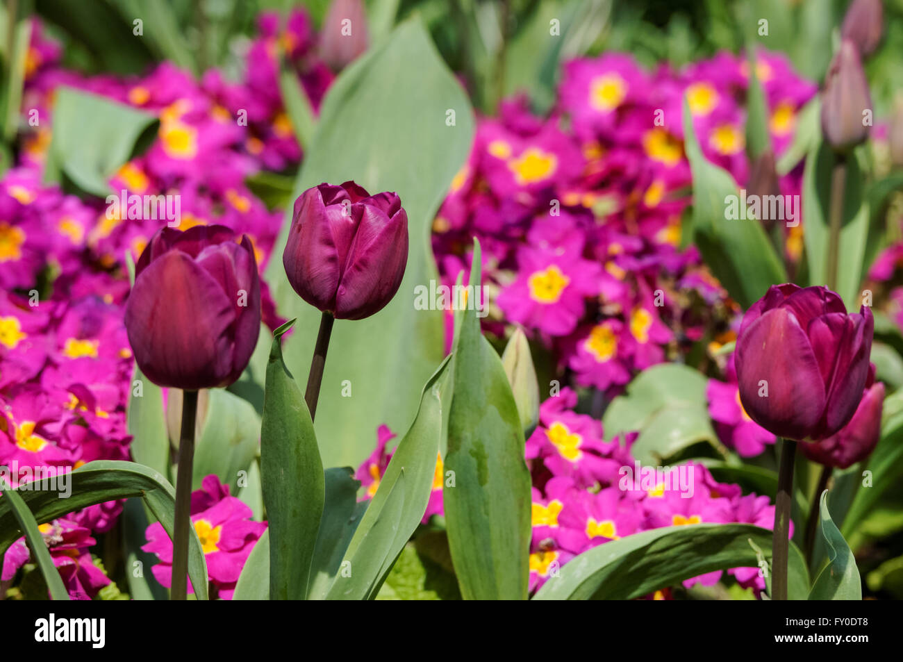 Purple tulips and primroses on flowerbed Stock Photo
