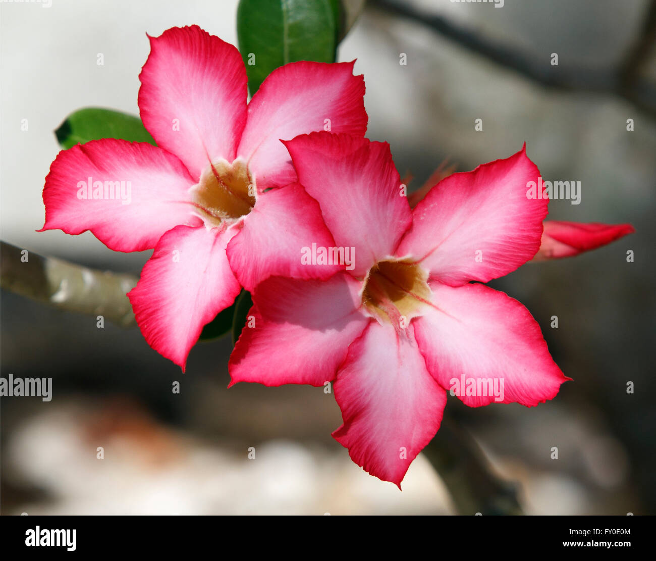 Adenium multiflorum is the best known of the South African adeniums. It flowers in winter. Stock Photo