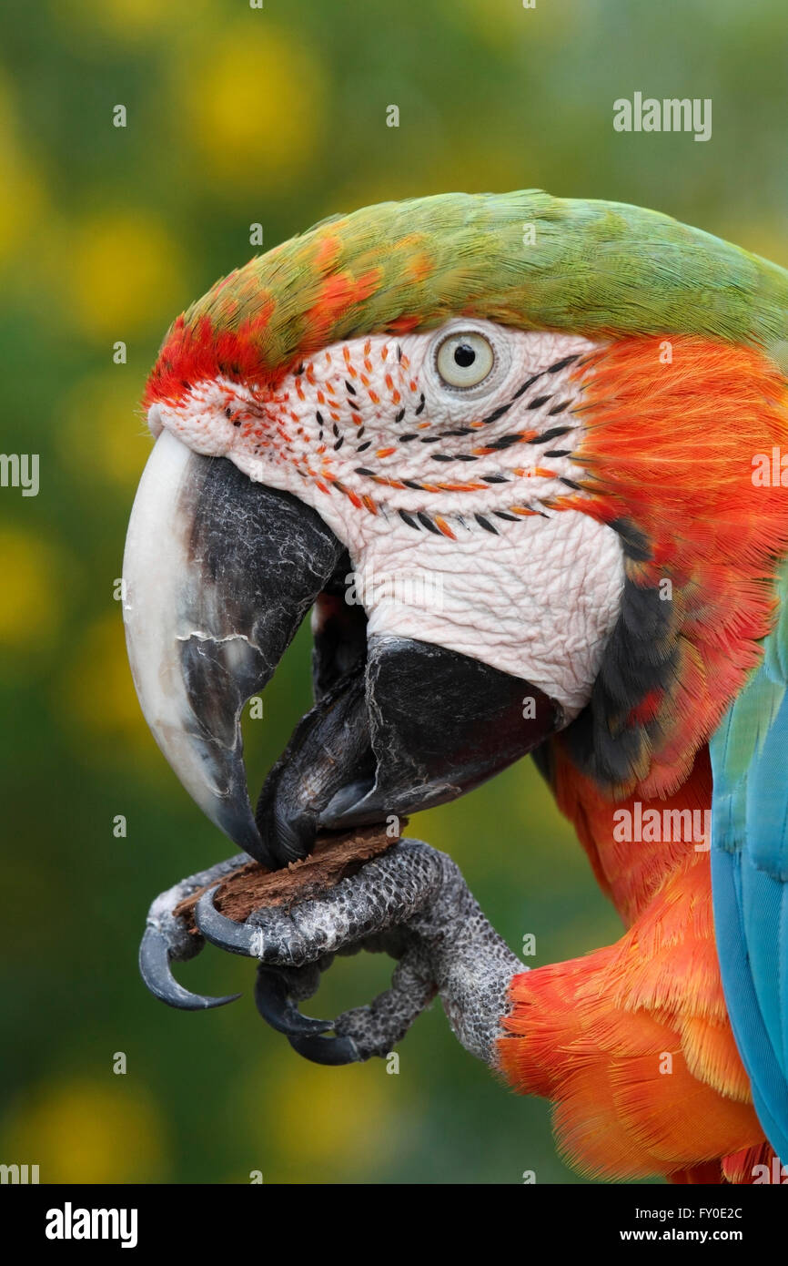 The Maui Sunrise Macaw is a hybrid cross between a Harlequin Macaw (hybrid) and a Catalina Macaw (hybrid). Being a cross between Stock Photo