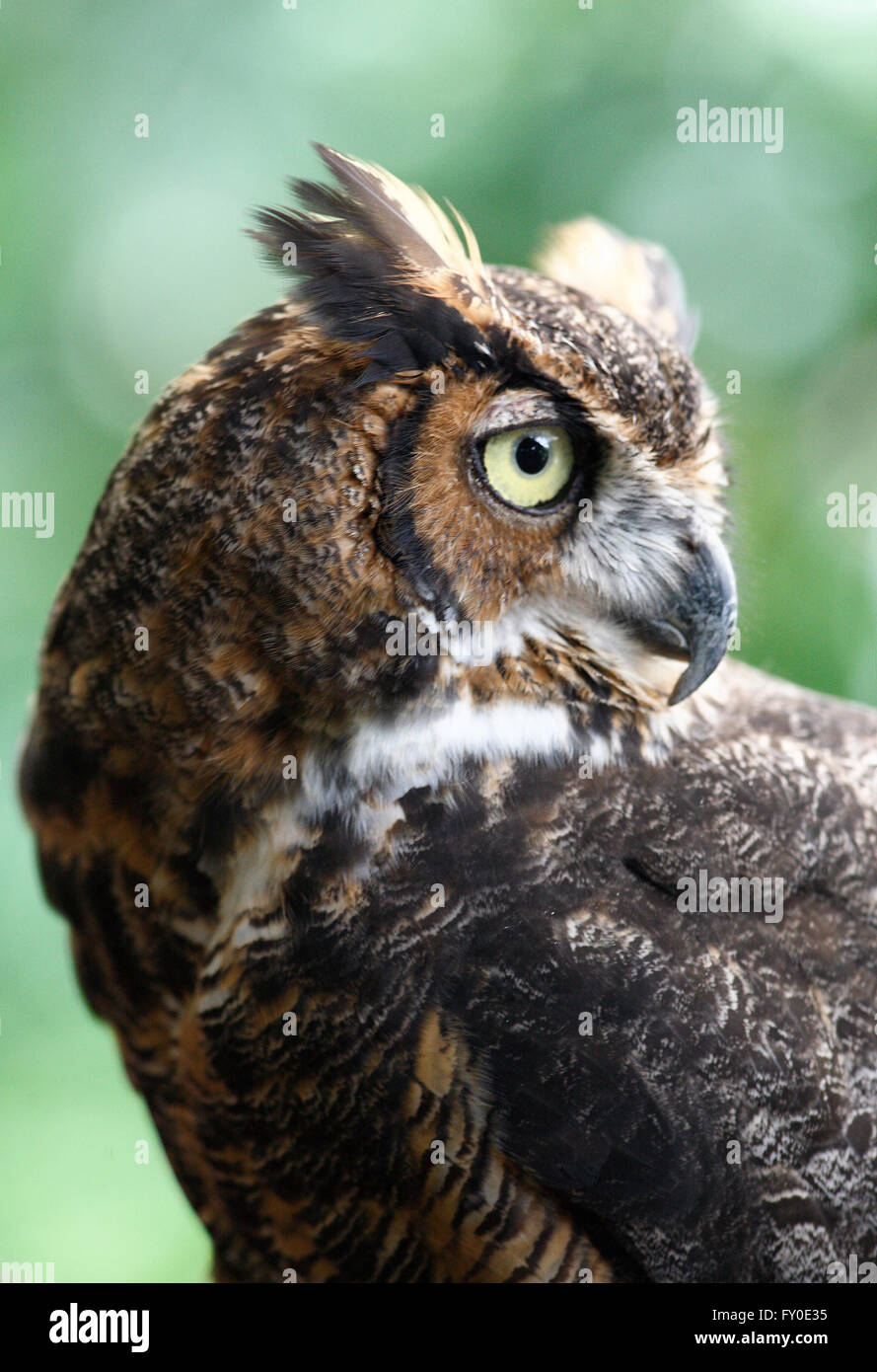 An extreme closeup photo of a Great Horned Owl . These beautiful large birds get to reach 16 pounds in body weight. Stock Photo