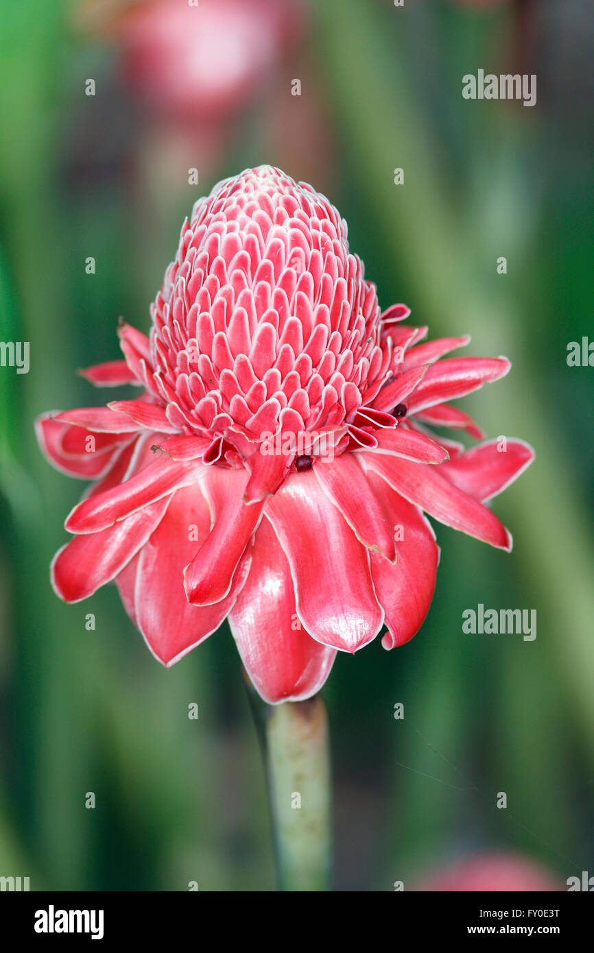 An exotic plant native to Malaysia and grown outside of that region mostly in botanical gardens . Stock Photo