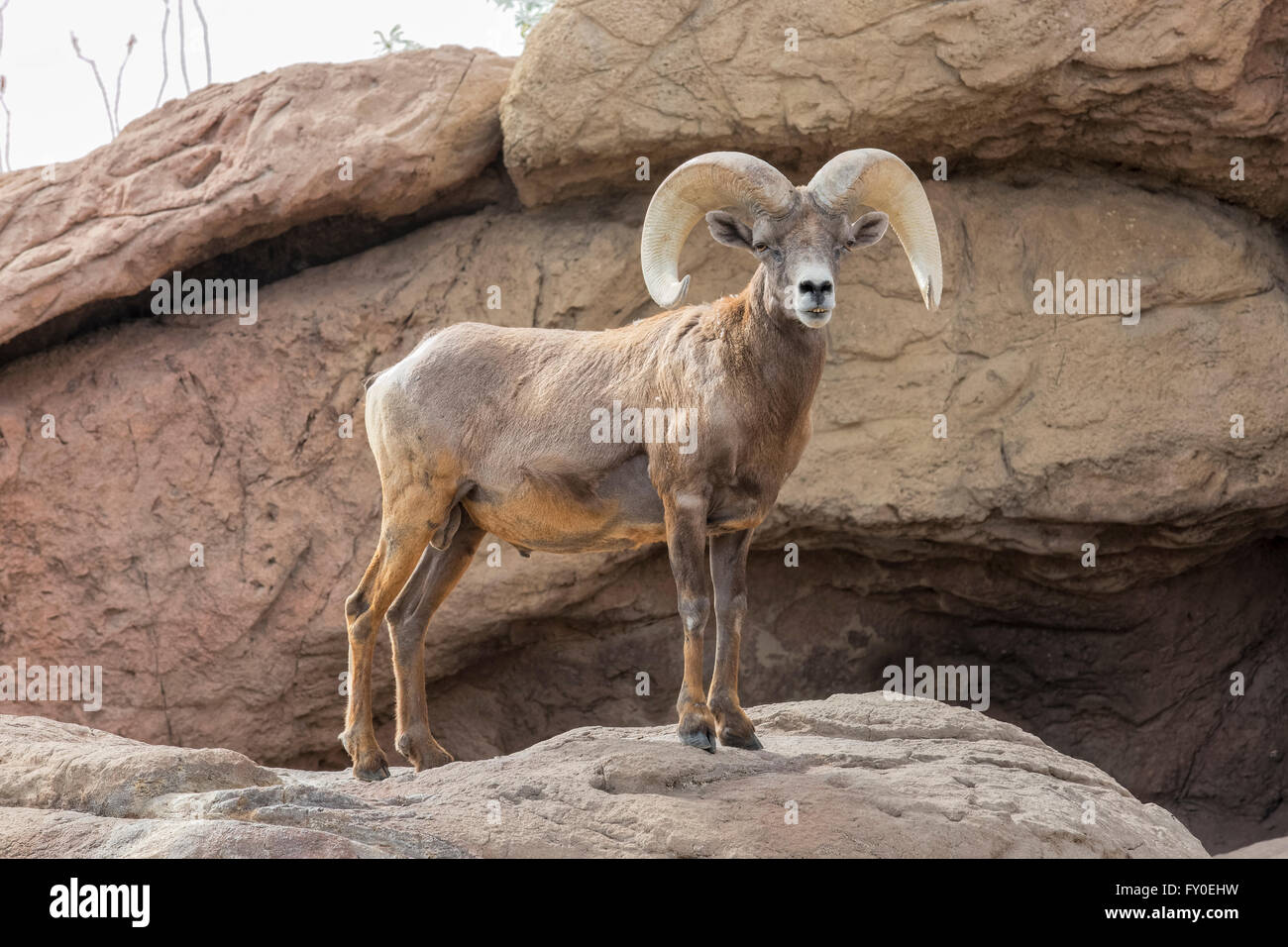 Desert Bighorn Sheep (Ovis canadensis nelsoni) Stock Photo