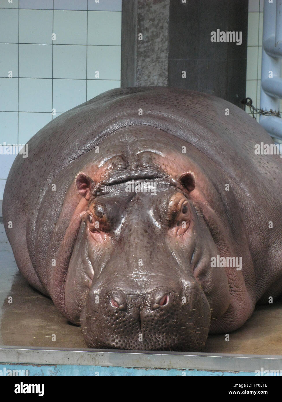 hippopotamus resting inside Tobe Zoo Japan Stock Photo