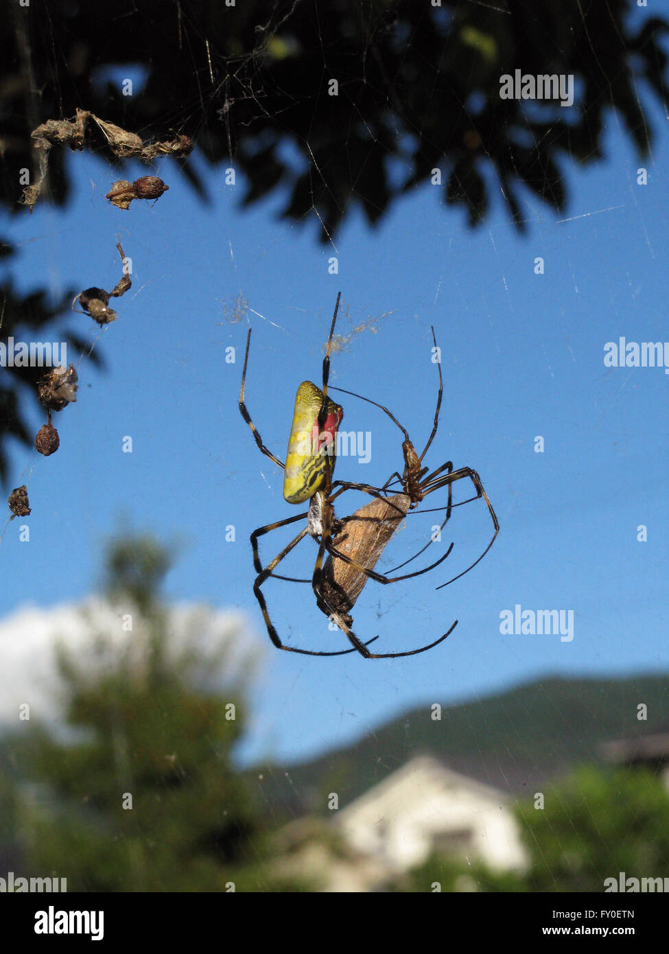 two large spiders eat moth in web Stock Photo Alamy