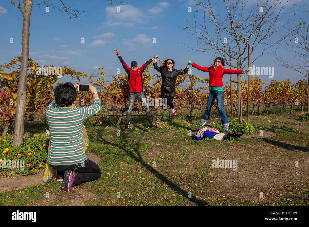 Tourists in vineyard at Jacuzzi Family Vineyards south of the town of Sonoma in Sonoma Valley in Sonoma County California United Stock Photo