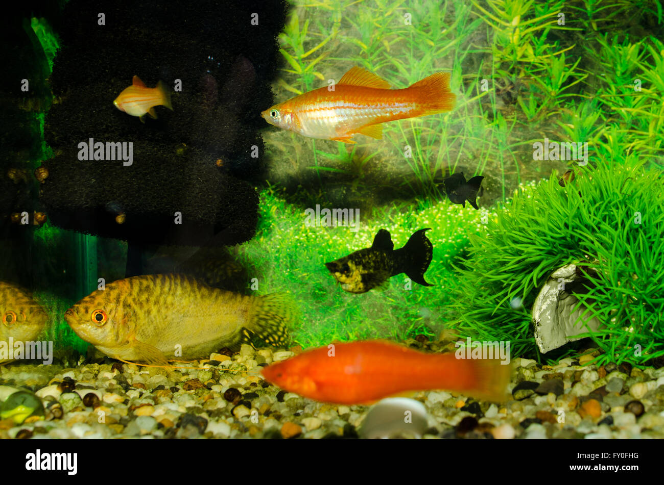 Aquarian small fishes Stock Photo