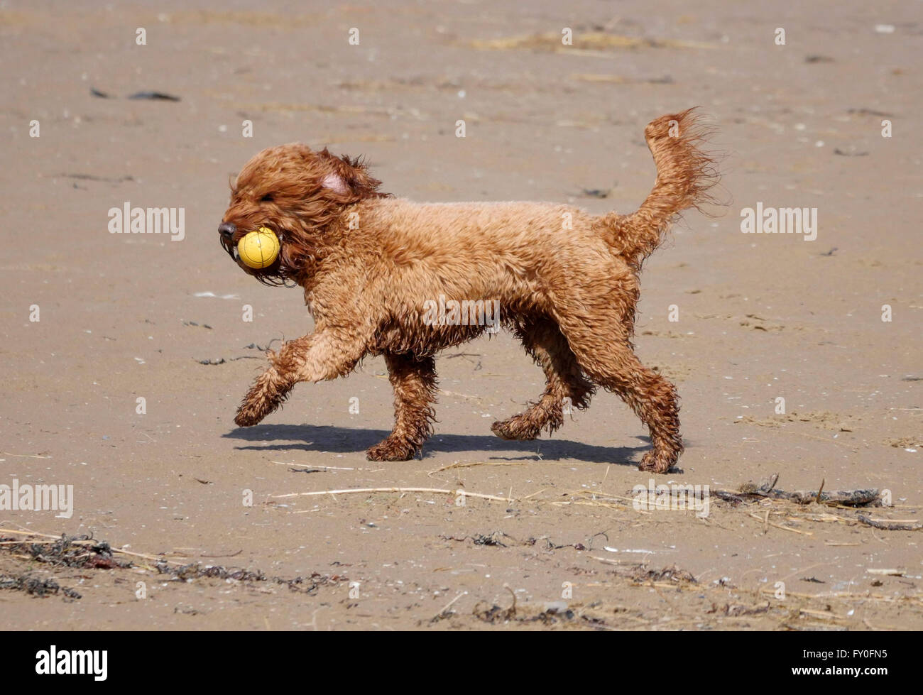 UK Weather Cold changeable  Spring day Ainsdale Beach Merseyside.6 April 2016. Cold, windy changeable  conditions on Ainsdale Beach. © Alan Edwards/Alamy Live News Stock Photo
