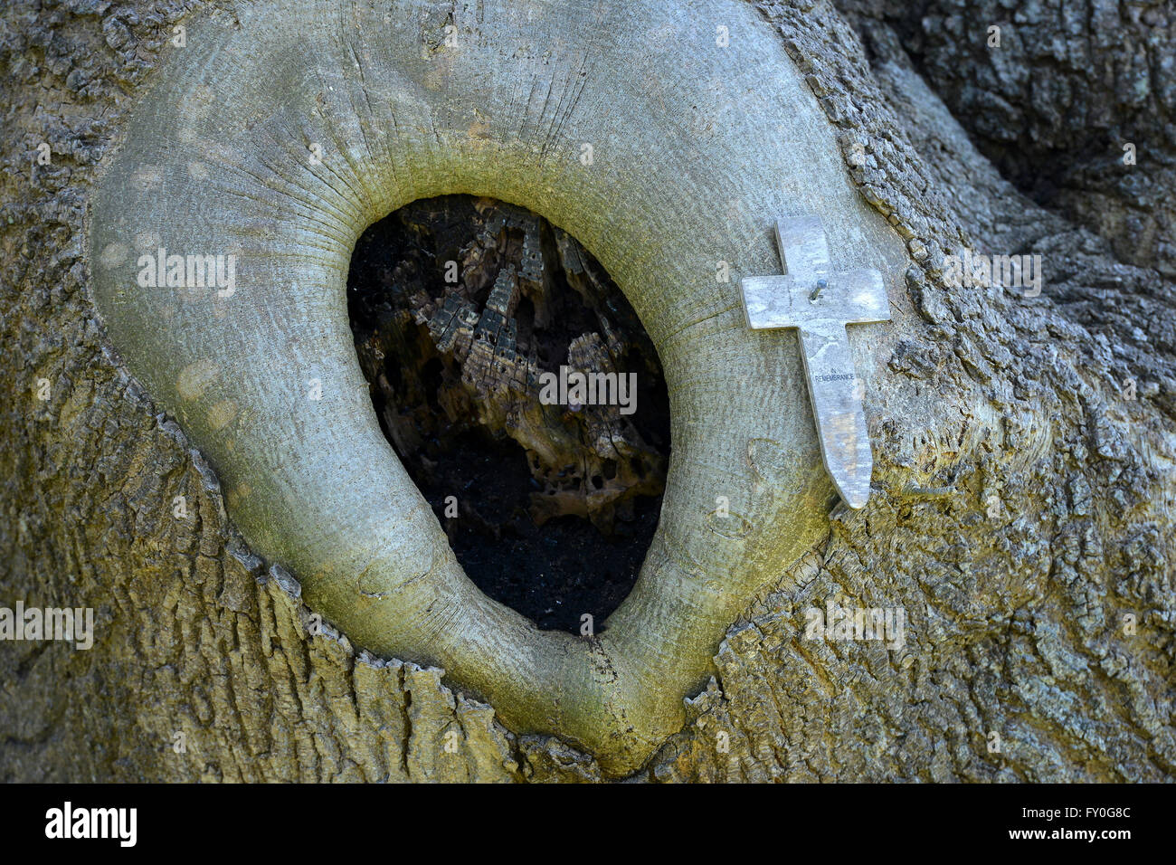 Remembrance cross nailed to a tree trunk Stock Photo