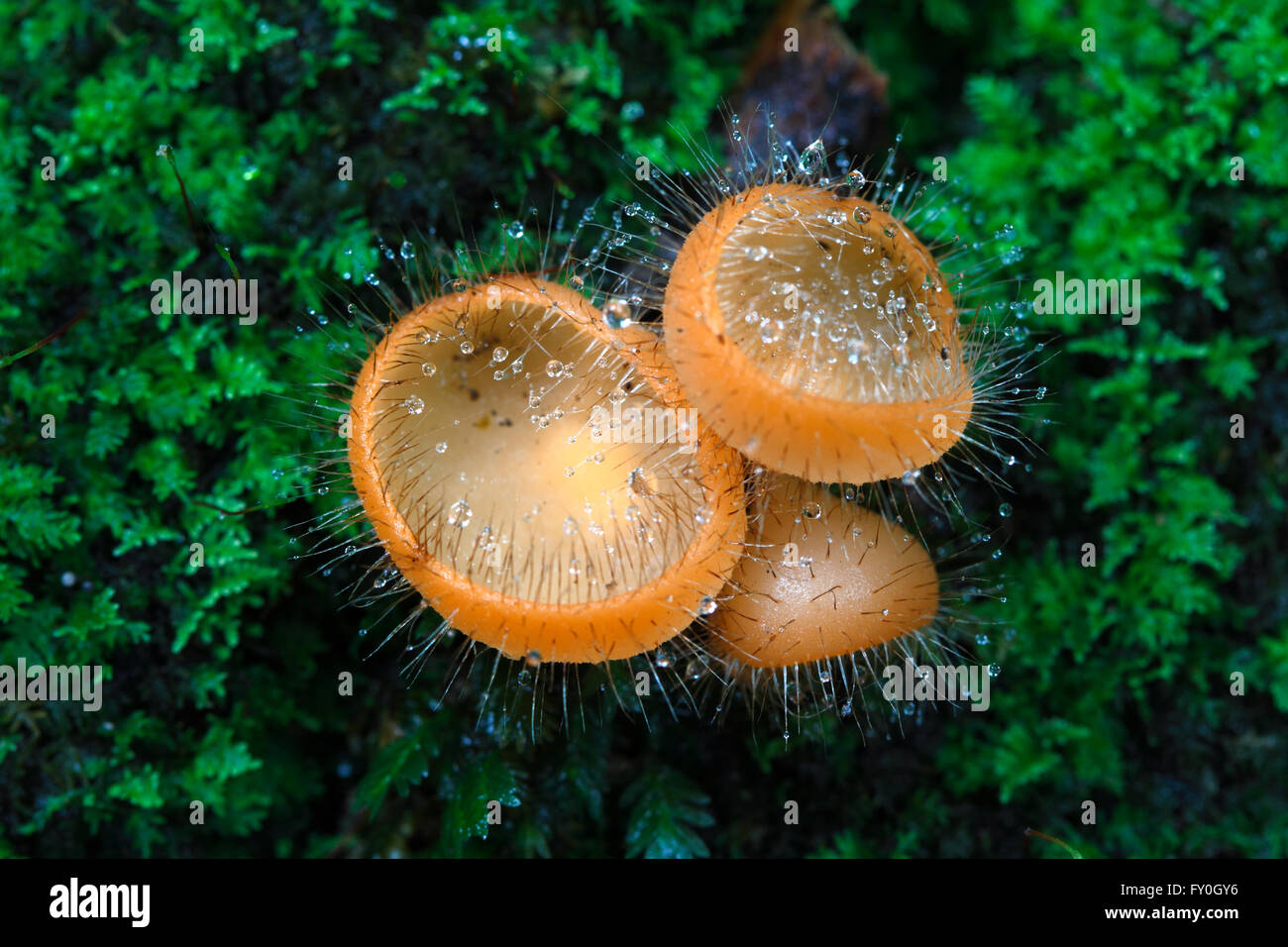 Cup fungi (Cookeina tricholoma) Stock Photo