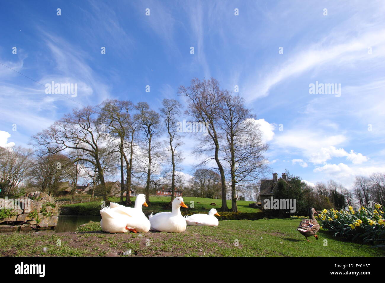 Ducks and daffodils by the village pond in Tissington, Peak District National Park, Derbyshire UK  - spring Stock Photo