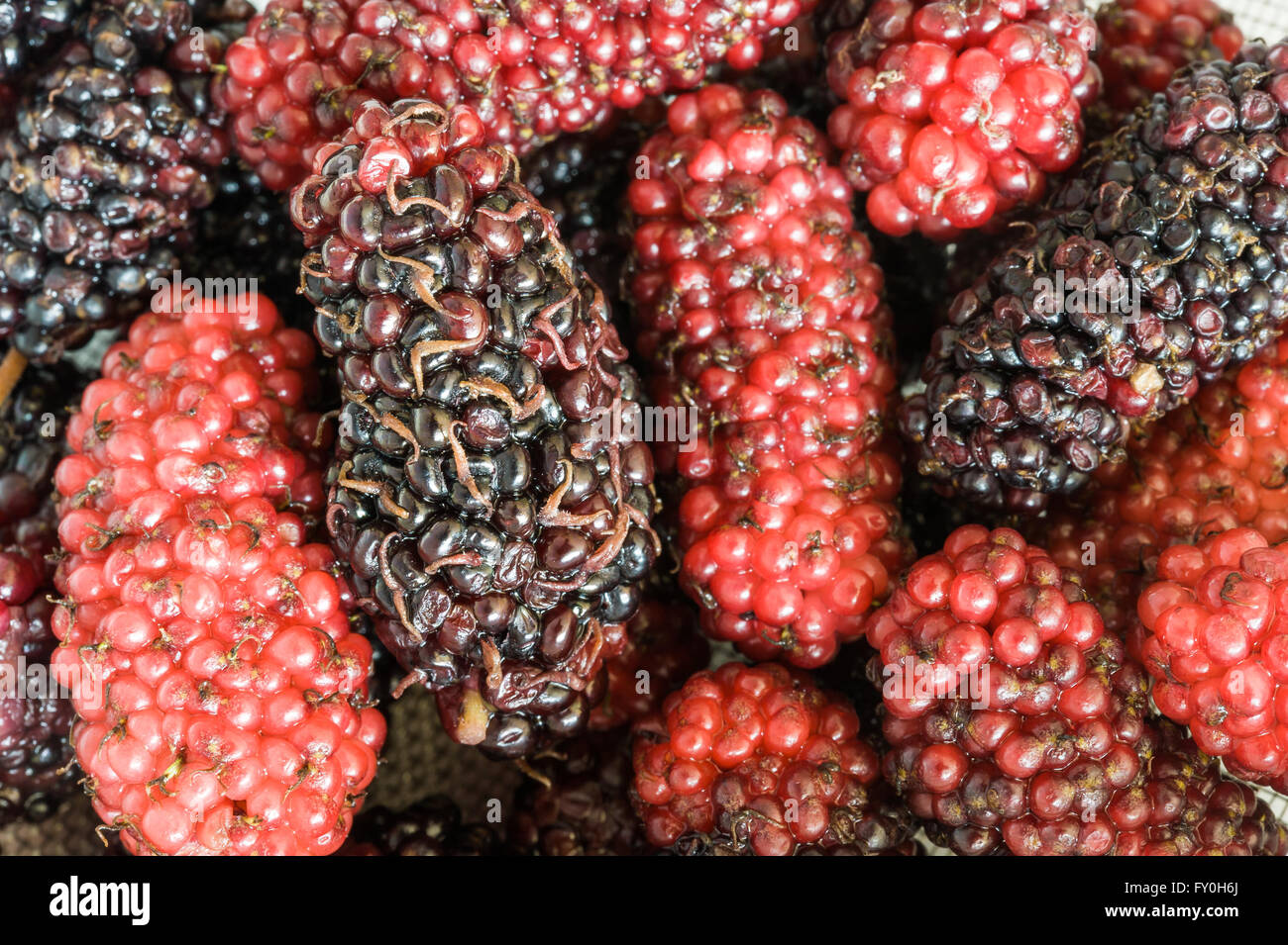 Close up of delicious red and black boysenberries. Stock Photo