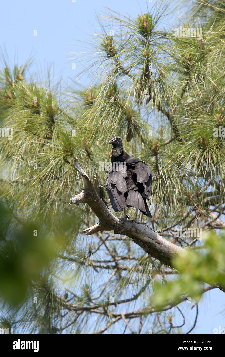 Black Vulture in trees near a residential area in mid Florida, just south of Orlando.  19th April 2016 Stock Photo