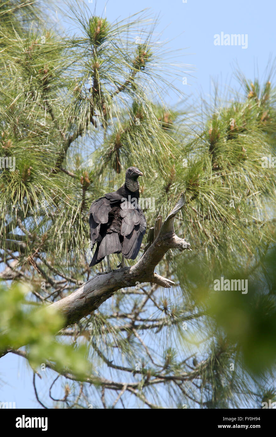 Black Vulture in trees near a residential area in mid Florida, just south of Orlando.  19th April 2016 Stock Photo