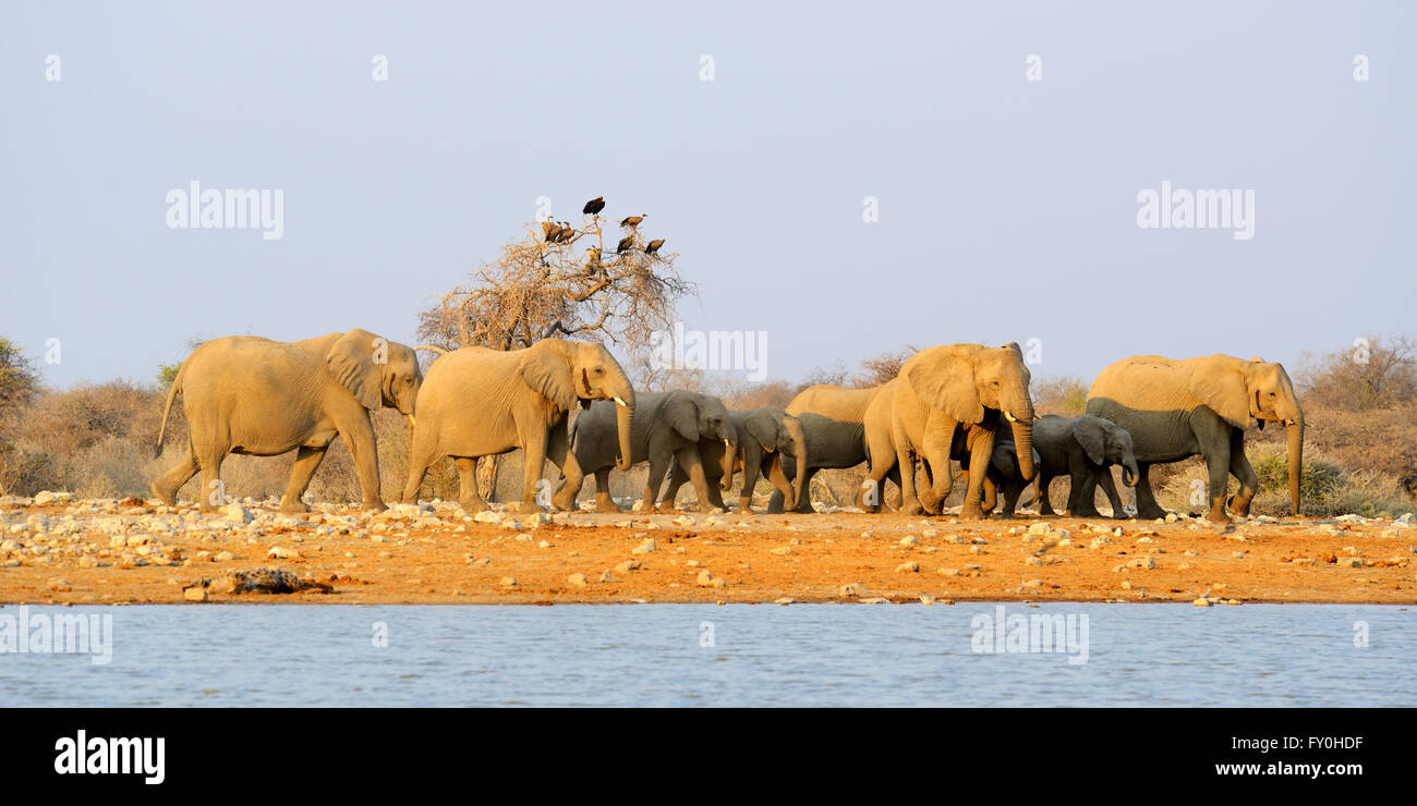 African elephants (Loxodonta africana) marching towards Klein Namutoni Waterhole at sunset in Etosha National Park, Namibia Stock Photo