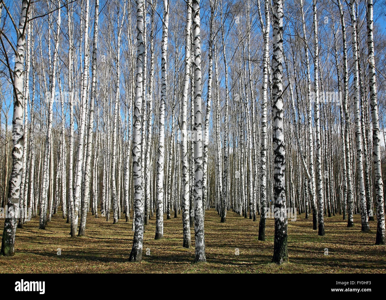 Sunny birch forest in first days of spring Stock Photo