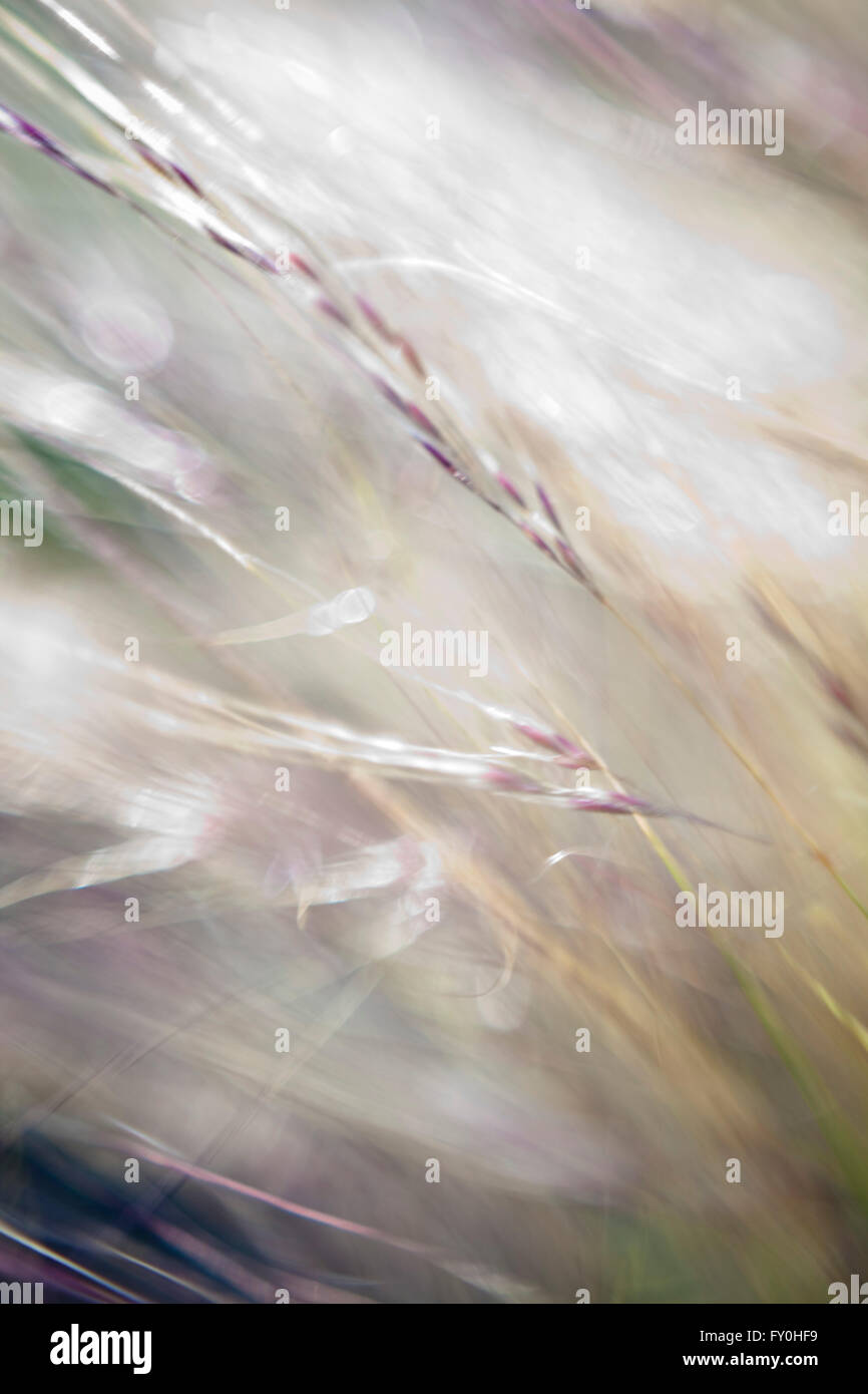 Creative depiction of a grass blowing in the wind using blur and ...