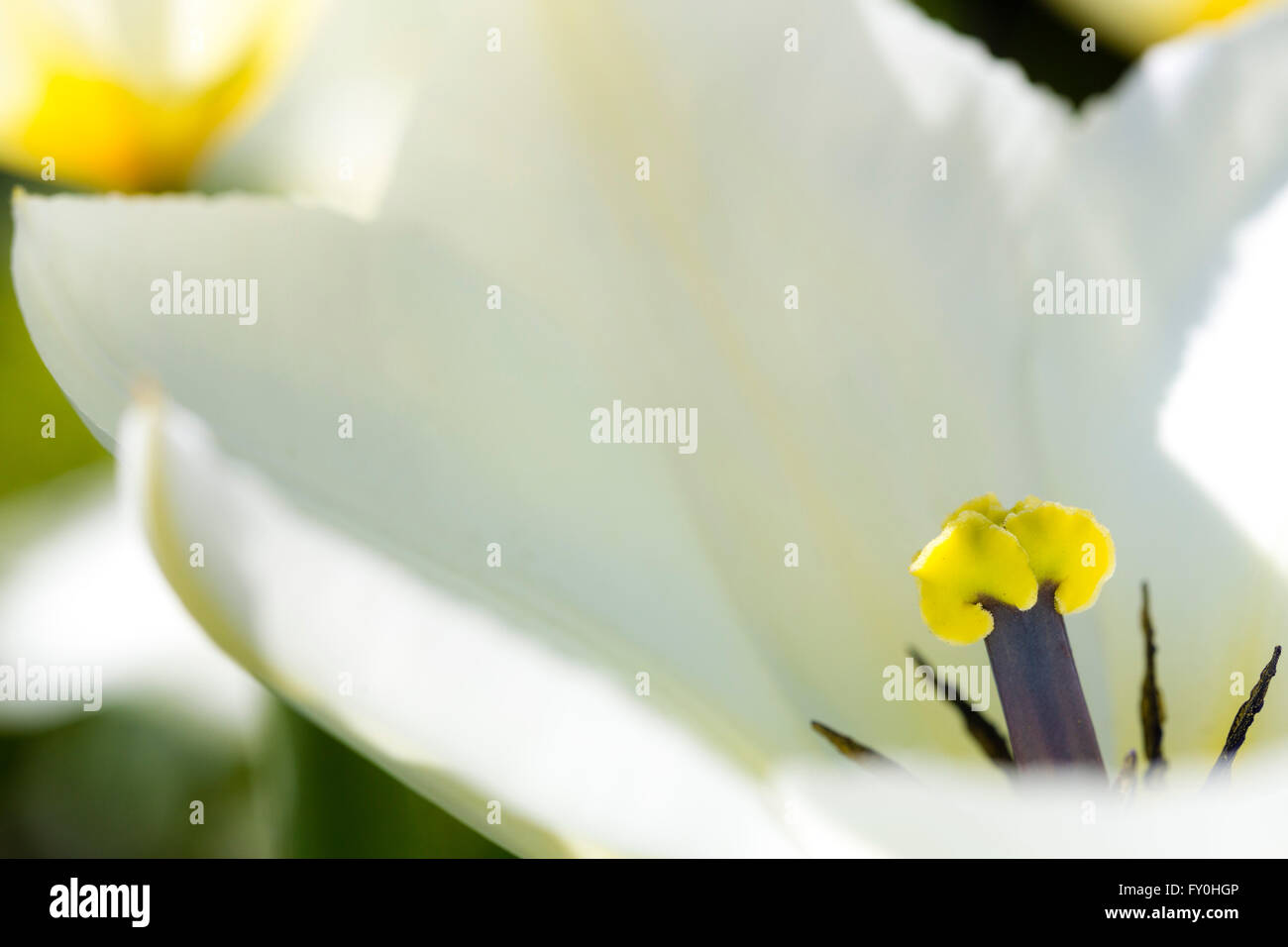 White tulips in the spring sunshine. Stock Photo