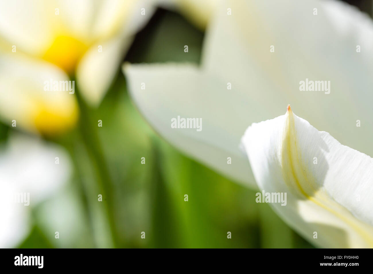 White tulips in the spring sunshine. Stock Photo
