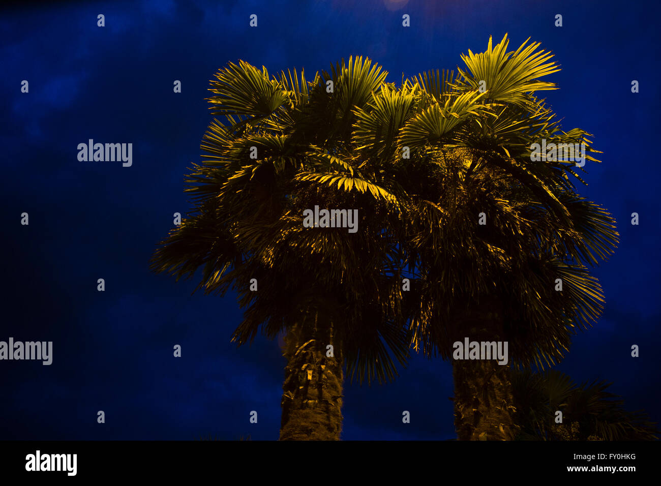 Palm trees illuminated by street lights at night Stock Photo - Alamy