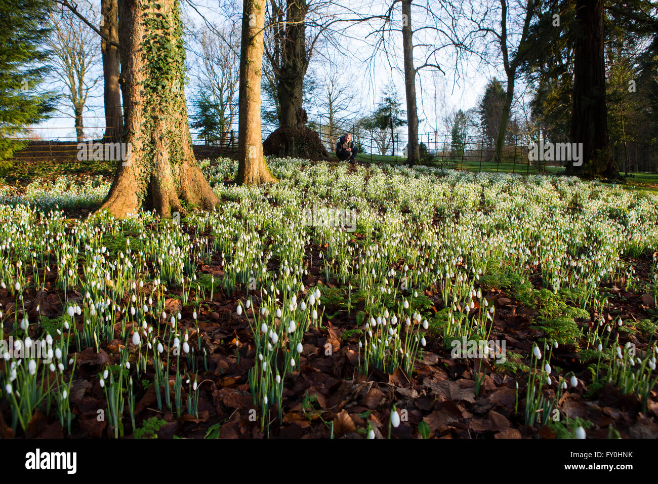 Colesbourne Park Snowdrop collection, near Cheltenham, UK opens its doors to the public this weekend January 30th. The Park contains over 250 rare and unusual varieties of snowdrop and is considered to be 'England's greatest snowdrop garden' (country life). Head Gardener Chris Horsefall takes some final pictures before the gardens open this weekend. Stock Photo