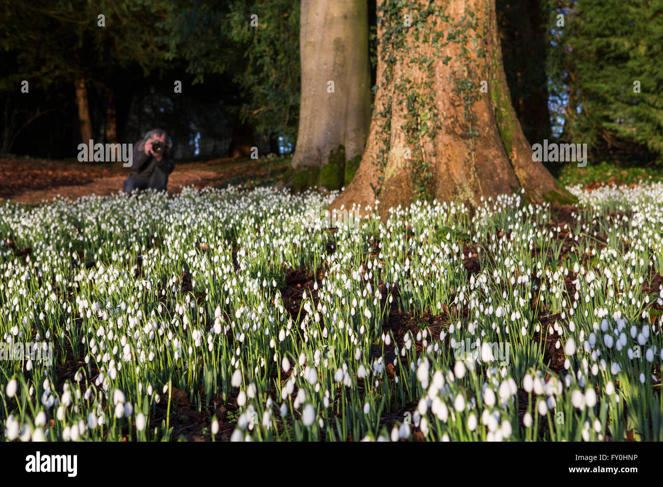 Colesbourne Park Snowdrop collection, near Cheltenham, UK opens its doors to the public this weekend January 30th. The Park contains over 250 rare and unusual varieties of snowdrop and is considered to be 'England's greatest snowdrop garden' (country life). Head Gardener Chris Horsefall takes some final pictures before the gardens open this weekend. Stock Photo
