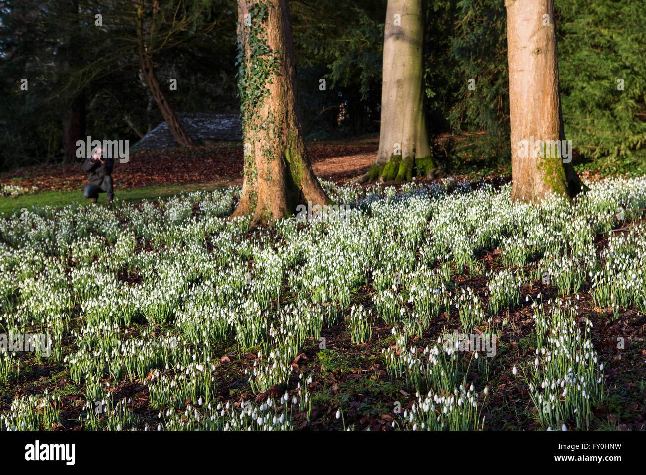 Colesbourne Park Snowdrop collection, near Cheltenham, UK opens its doors to the public this weekend January 30th. The Park contains over 250 rare and unusual varieties of snowdrop and is considered to be 'England's greatest snowdrop garden' (country life). Head Gardener Chris Horsefall takes some final pictures before the gardens open this weekend. Stock Photo