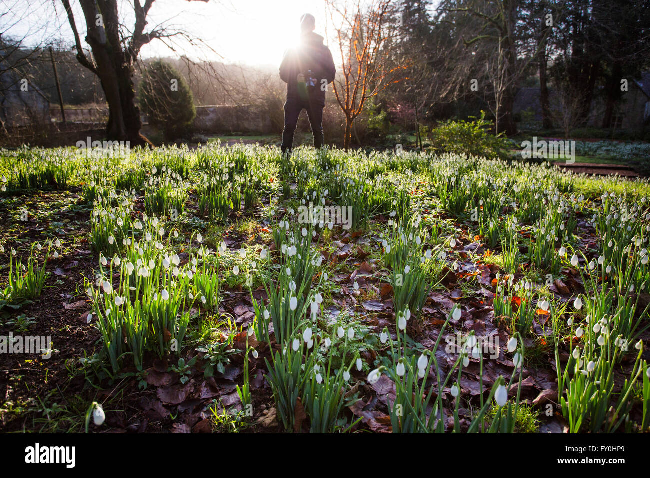 © Licensed to London News Pictures 28/01/2016, Cheltenham, UK. Colesbourne Park Snowdrop collection, near Cheltenham, UK opens its doors to the public this weekend January 30th. The Park contains over 250 rare and unusual varieties of snowdrop and is considered to be 'England's greatest snowdrop garden' (country life). Stock Photo
