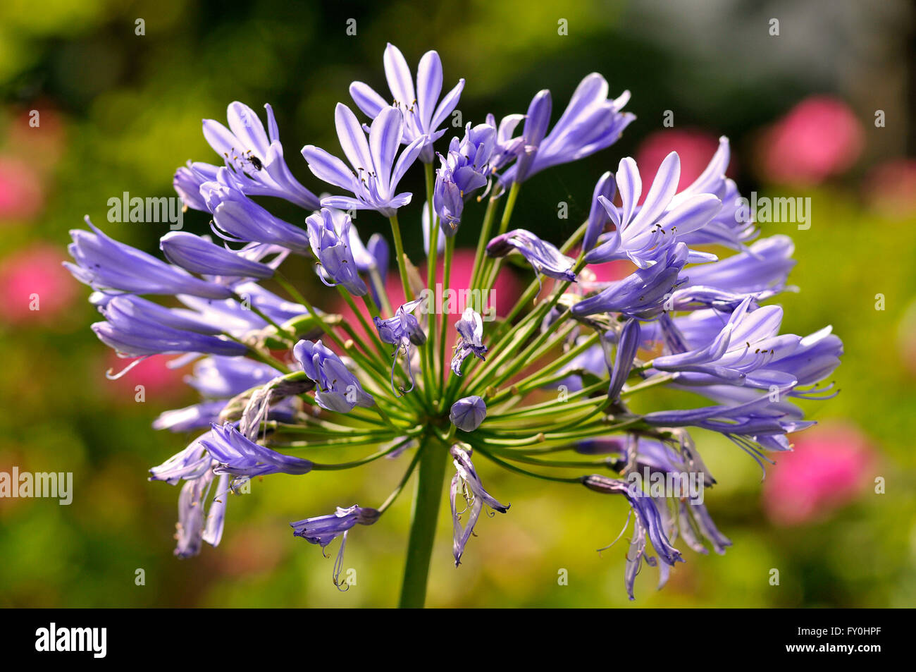 Single blue agapanthus flower seen from profile Stock Photo