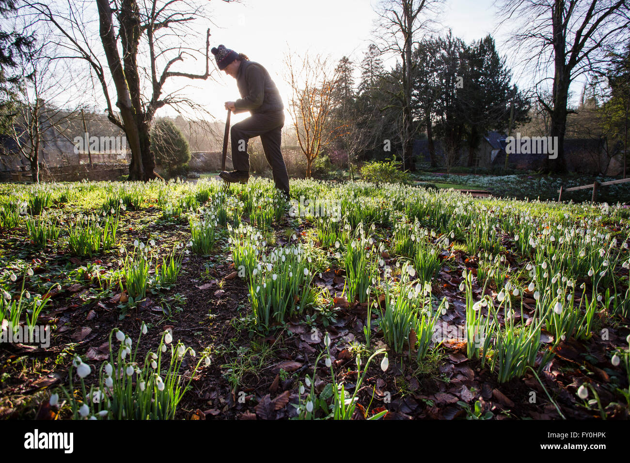 © Licensed to London News Pictures 28/01/2016, Cheltenham, UK. Colesbourne Park Snowdrop collection, near Cheltenham, UK opens its doors to the public this weekend January 30th. The Park contains over 250 rare and unusual varieties of snowdrop and is considered to be 'England's greatest snowdrop garden' (country life). Head Gardener Chris Horsefall makes final preperations to the gardens. Stock Photo